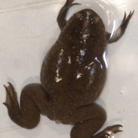 Western Clawed Frog